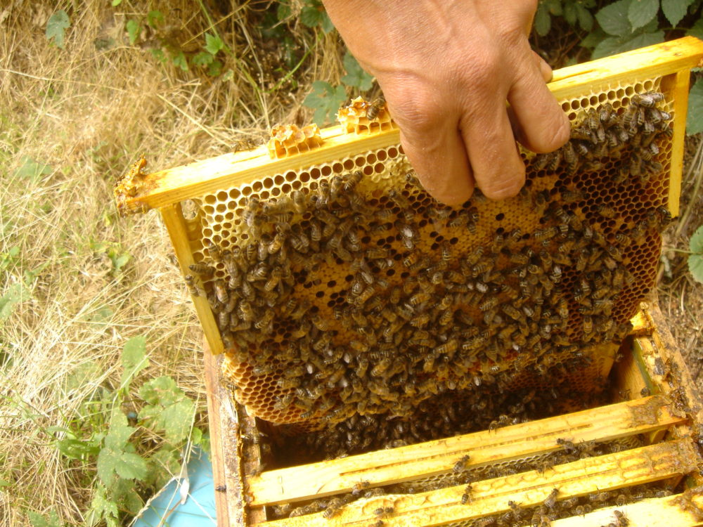 Comment fonctionne une ruche d’abeilles ?